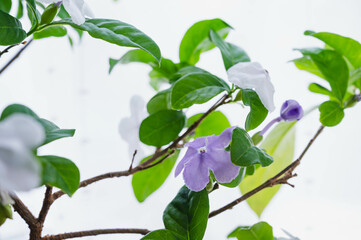 ニオイバンマツリ