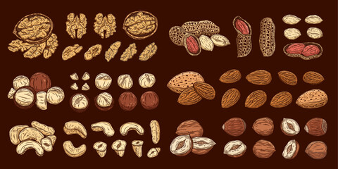 Vector peanut, almond, hazelnut, cashew, walnut and macadamia nuts illustrations. Nut kernels and shells illustrations