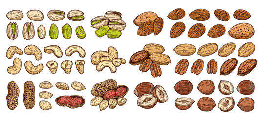 Vector peanut, cashew, almond, pistachio, hazelnut and pecan nuts illustrations. Nut kernels and shells illustrations