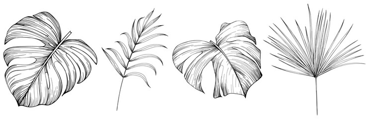 Leaves isolated on white collection. Tropical leaves set. Hand drawn abstract illustration. - obrazy, fototapety, plakaty