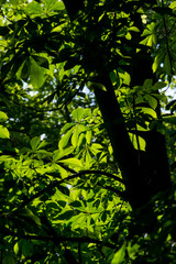 Under the canopy of European horse chestnut trees with bright green leaves at the Retiro Park in Madrid Spain