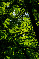 Under the canopy of European horse chestnut trees with bright green leaves at the Retiro Park in Madrid Spain