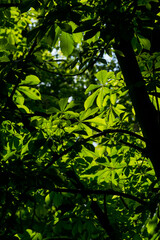 Under the canopy of European horse chestnut trees with bright green leaves at the Retiro Park in Madrid Spain