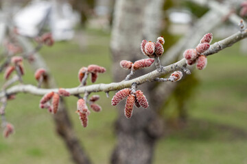 Young aspen earrings and leaves bloom from buds on tree branches in spring in the city.