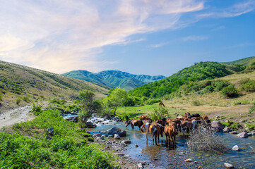 Horses gather near the river to drink. A powerful stream of water rushes past as they quench their...