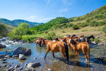 Horses can be seen dipping their heads into the flowing river. The sound of hooves splashing on...