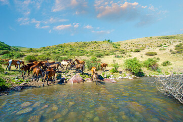 Horses gather near the river to quench their thirst. Rushing water creates a sense of urgency and...