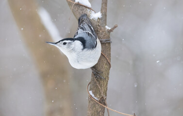 Winter Bird Clinger: The Nuthatch's Perch.  Wildlife Photography.