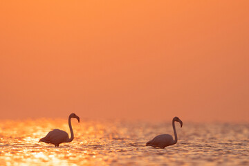 Silhouette of Greater Flamingos and reflection of sunlight at Asker coast of Bahrain