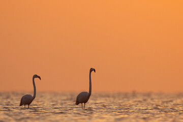 Greater Flamingos pair wading in the morning hours at Asker coast of Bahrain