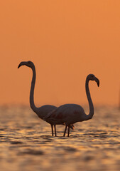 A pair of Greater Flamingos with beautiful hue  in the morning hours at Asker coast of Bahrain
