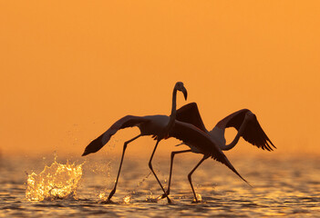 A pair of Greater Flamingos takeoff at Asker coast during sunrise, Bahrain