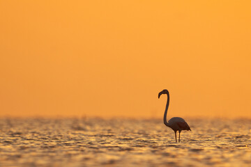 Backlit image of Greater Flamingos in the morning hours at Asker coast of Bahrain