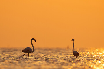 Silhouette of a pair of Greater Flamingos in the morning hours during sunrise at Asker coast of...
