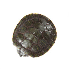 Red-eared turtle isolated on white background, view from above.