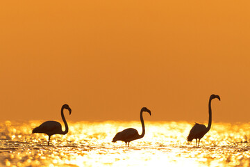 Greater Flamingos in the morning hours with  bokeh of light on water, Asker coast, Bahrain