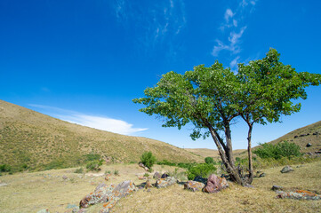 Perseverance at its best: this mighty tree, defying all odds, has settled on a solid, barren rock!...