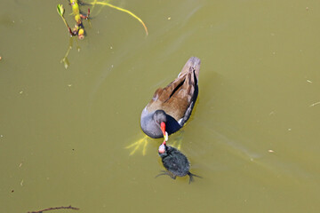 Moorhen and chicks on the Tiverton Canal	