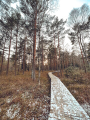 Fototapeta premium path in the woods