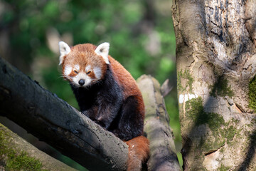 Fototapeta premium RED PANDA (AILURUS FULGENS)