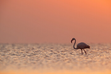 Greater Flamingos in the morning with dramatic hue, Asker coast, Bahrain