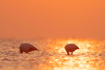 A pair of Greater Flamingos feeding in the morning hours with dramatic bokeh and reflection of...