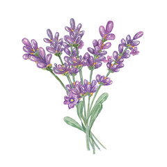 Fototapeta premium Lavender bouquet of pale purple, violet, lilac flowers. Hand drawn lavandula watercolor clipart. Isolated design for beauty, cosmetics, labels, organic products, spa, aromatherapy, wellness