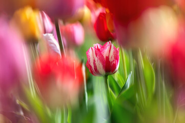 Wunderschöne Blumentextur aus vielen verschiedenfarbigen Tulpen