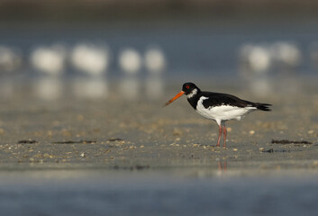 Oystercatcher at Eker creek of Bahrain during low tide