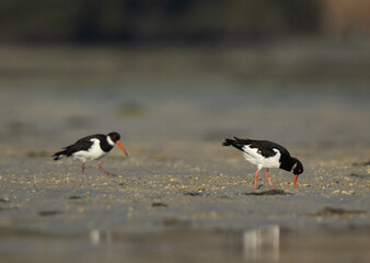 A pair of Oystercatcher feeding at Eker creek of Bahrain during low tide