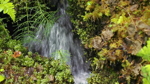 Natural brook streaming with moss surrounding
