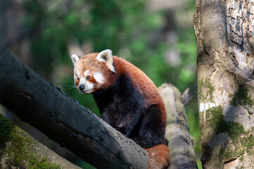 RED PANDA (AILURUS FULGENS)