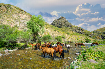 Horses gather on the river bank to quench their thirst. Their powerful bodies reflect in the water...
