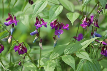 Lathyrus vernus in bloom, early spring vechling flower.