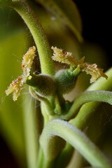 Branch with female carpathian walnut flowers; Juglans Regia; macro photography