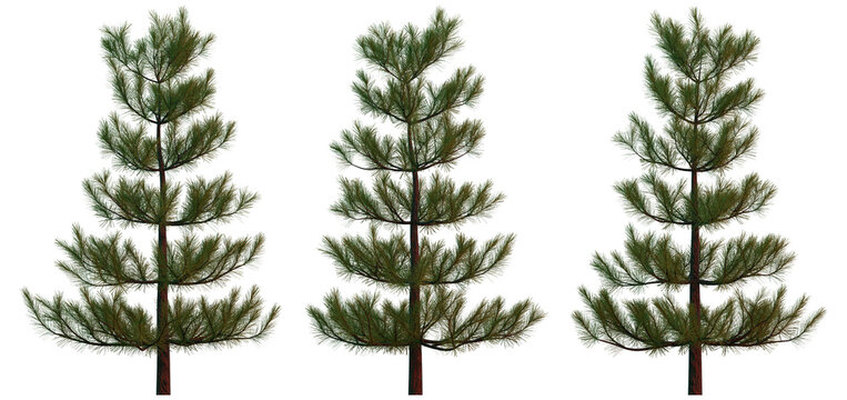 3D Rendered Spruce Tree with no Background | 3 Different Angles