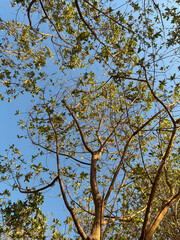 TREE IN THE BEACH