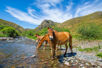 Horses gather near a rushing river to quench their thirst. The sound of hooves splashing on water...