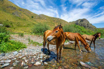 A herd of horses drinking from a running river. Nature in action: animals quench your thirst....