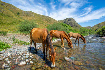 Mighty horses quench their thirst in a fast-flowing river. The beauty of nature is reflected in the...