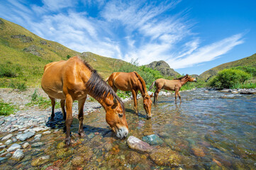 Horses gather on the river bank to quench their thirst. The sound of flowing water creates a...