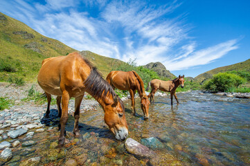 Horses graze peacefully by a fast-flowing river. The sound of hooves and water create a serene...