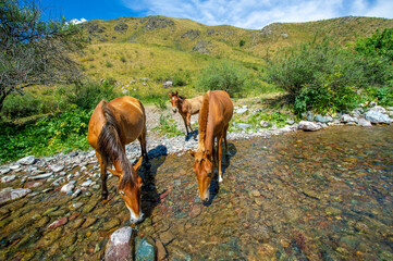 The river provides fresh water to the herd of horses. Horses gather to drink and refresh themselves...