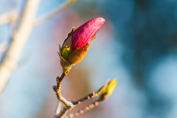 Early Spring Pink Magnolia Bud or Bloom with Light or Gray Blu Background