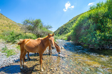 The horses gathered on the river bank to quench their thirst. They splash and neigh, drinking from...