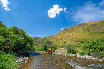 The horses gathered near the river to quench their thirst. Beautiful nature: horses drink from the...