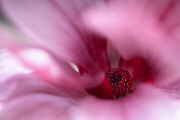 Różowy kwiat magnolii, tapeta