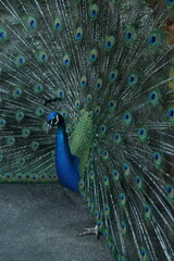 Naklejka premium Peacock