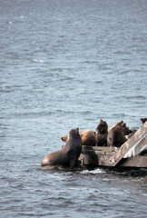 Fototapeta na wymiar A colony of Sea Lions during a winter season at the Porteau Cove Provincial Park in the Howe Sound along the Sea-to-Sky Highway near Squamish, British Columbia, Canada