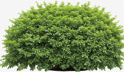 green garden bush, cut out, white background , detailed
